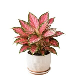 Aglaonema Pink Beauty