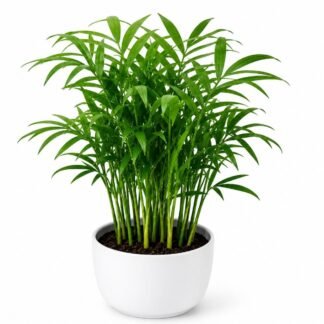 Bamboo Palm
