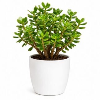 Jade Plant