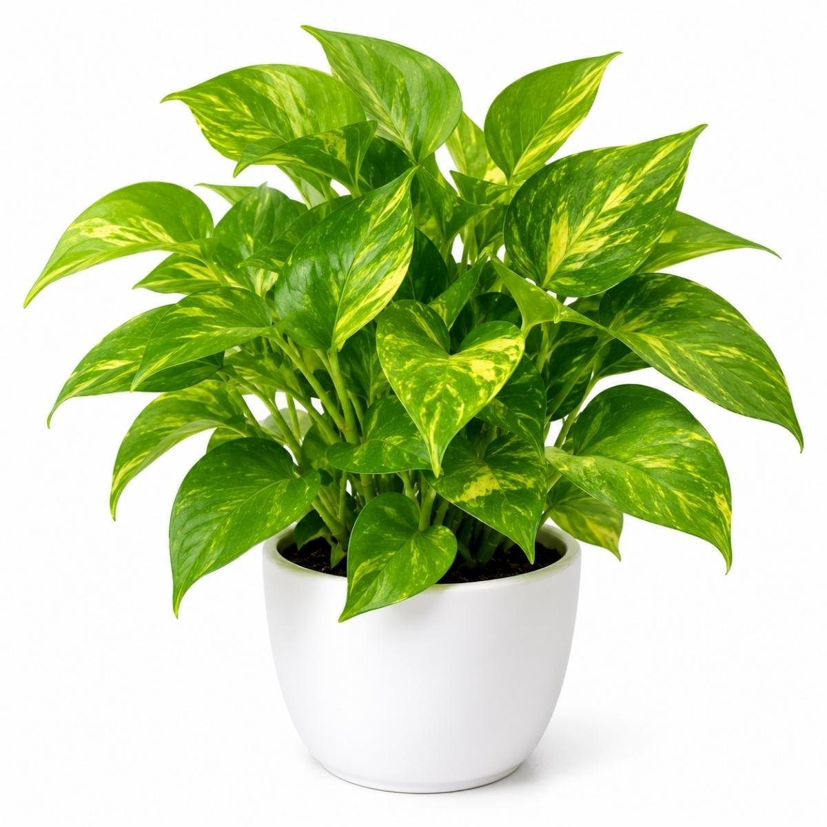 Money Plant Golden