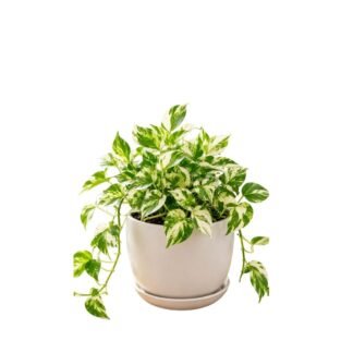 Money Plant N'Joy