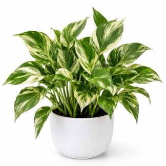 Money Plant Variegated