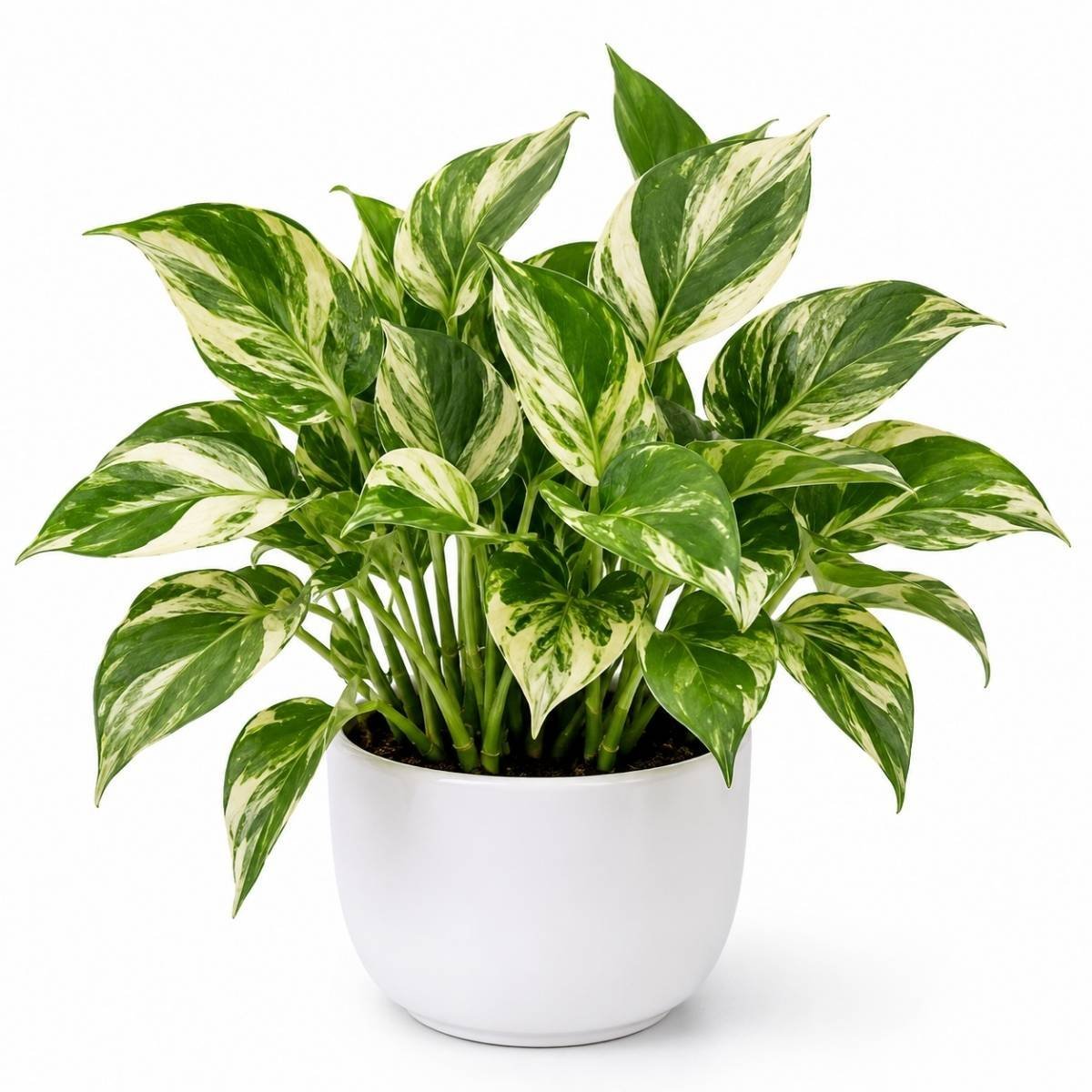 Money Plant Variegated