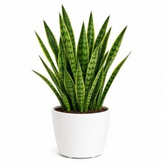 Sansevieria Green