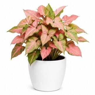 Syngonium Pink Neon
